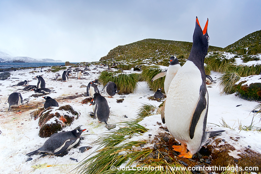 Prion Island Gentoo Penguins 8