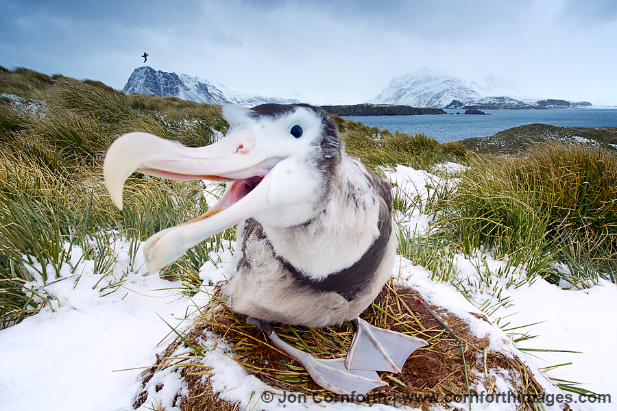 Prion Island Wandering Albatross 10