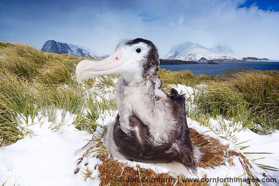 Prion Island Wandering Albatross 11