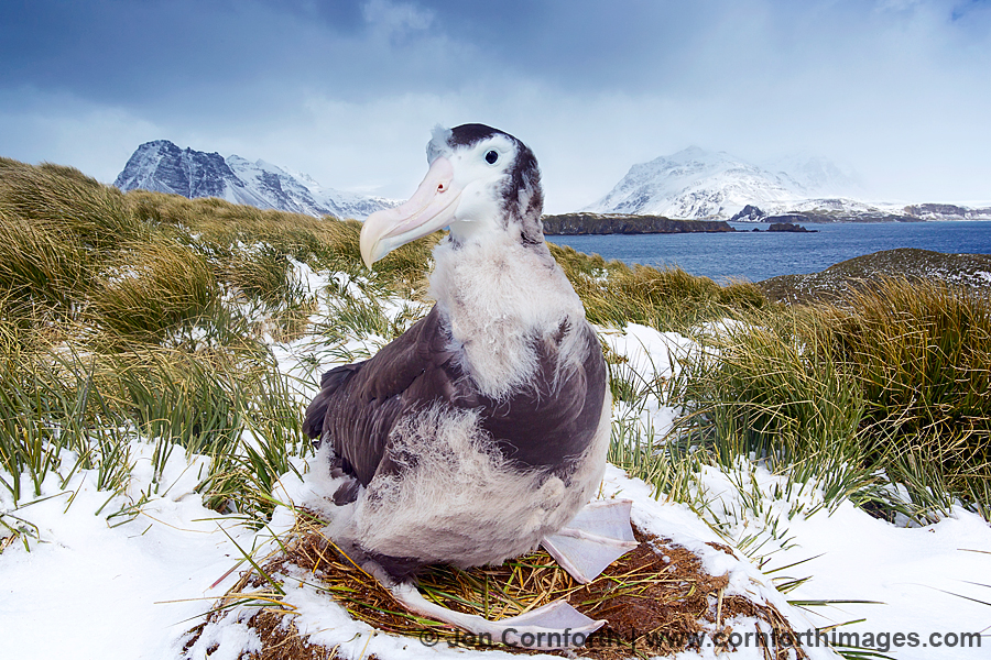 Prion Island Wandering Albatross 13