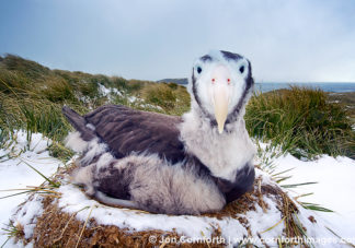Prion Island Wandering Albatross 14