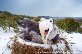 Prion Island Wandering Albatross 15
