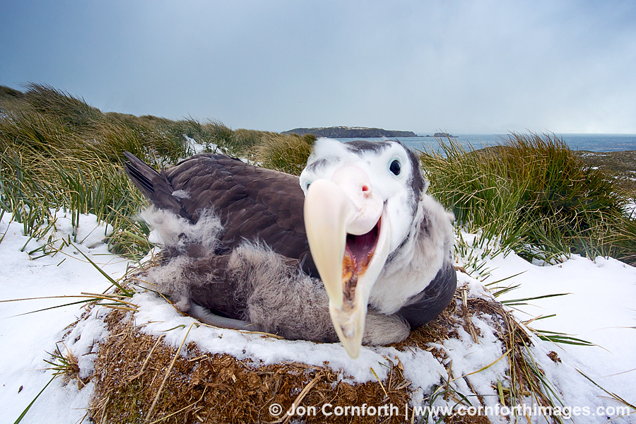 Prion Island Wandering Albatross 15
