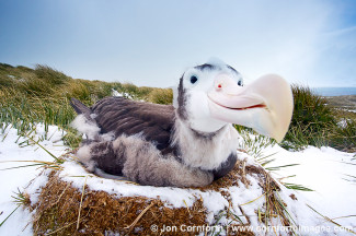Prion Island Wandering Albatross 16