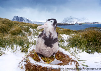 Prion Island Wandering Albatross 18