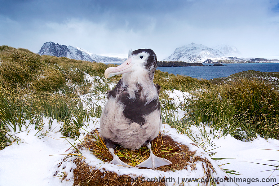 Prion Island Wandering Albatross 18