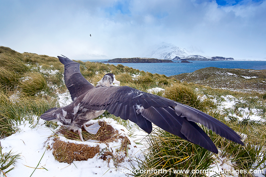 Prion Island Wandering Albatross 22