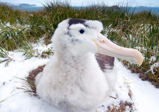 Prion Island Wandering Albatross 26