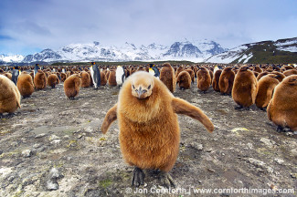 Salisbury Plain King Penguins 17