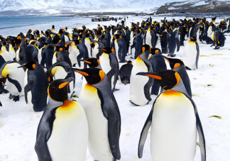 Salisbury Plain King Penguins 27