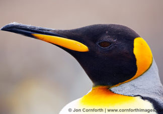 Salisbury Plain King Penguins 3