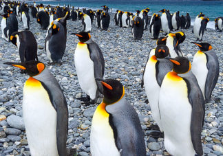 Salisbury Plain King Penguins 4