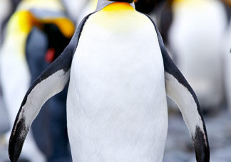 Salisbury Plain King Penguins 42