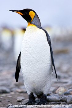 Salisbury Plain King Penguins 43