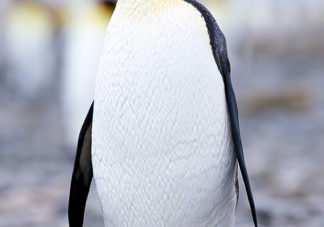 Salisbury Plain King Penguins 43