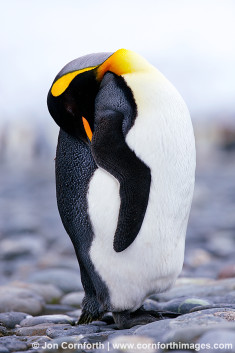 Salisbury Plain King Penguins 44