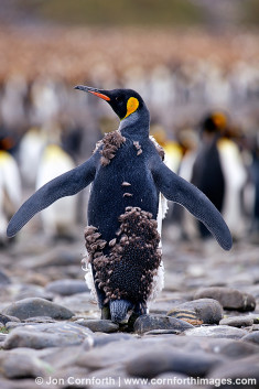Salisbury Plain King Penguins 45