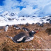Shackleton Traverse Gentoo Penguins 1