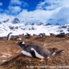 Shackleton Traverse Gentoo Penguins 3