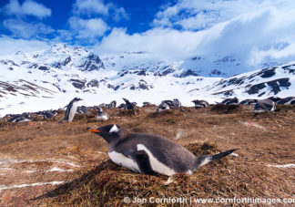 Shackleton Traverse Gentoo Penguins 3