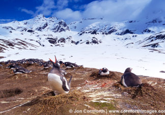 Shackleton Traverse Gentoo Penguins 4