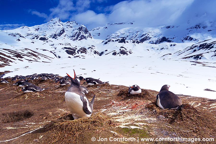 Shackleton Traverse Gentoo Penguins 4