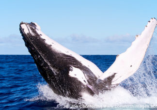 Vava'u Humpback Whale Breach 2