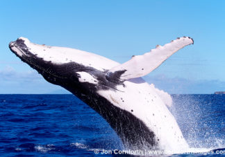 Vava'u Humpback Whale Breach 3
