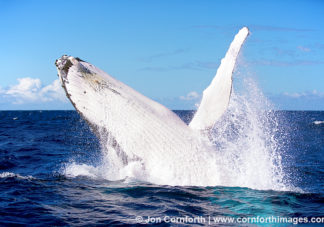 Vava'u Humpback Whale Breach 6