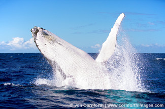 Vava'u Humpback Whale Breach 6