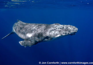 Vava'u Humpback Whale Calf 1