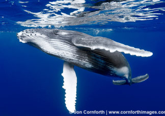 Vava'u Humpback Whale Calf 11