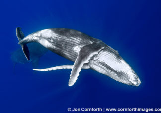 Vava'u Humpback Whale Calf 12