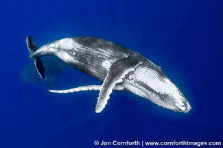 Vava'u Humpback Whale Calf 12