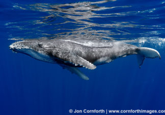 Vava'u Humpback Whale Calf 13