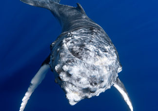 Vava'u Humpback Whale Calf 5