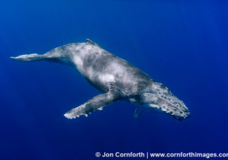Vava'u Humpback Whale Calf 6