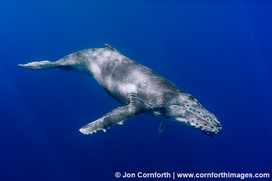 Vava'u Humpback Whale Calf 6