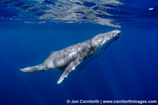 Vava'u Humpback Whale Calf 7
