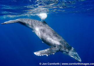Vava'u Humpback Whale Calf 9