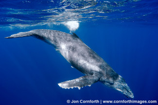 Vava'u Humpback Whale Calf 9