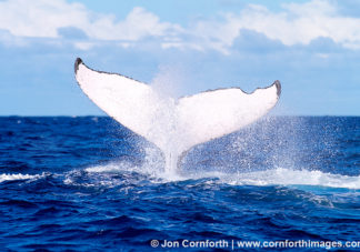 Vava'u Humpback Whale Tail