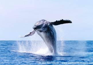 Humpback Whale Breach 32