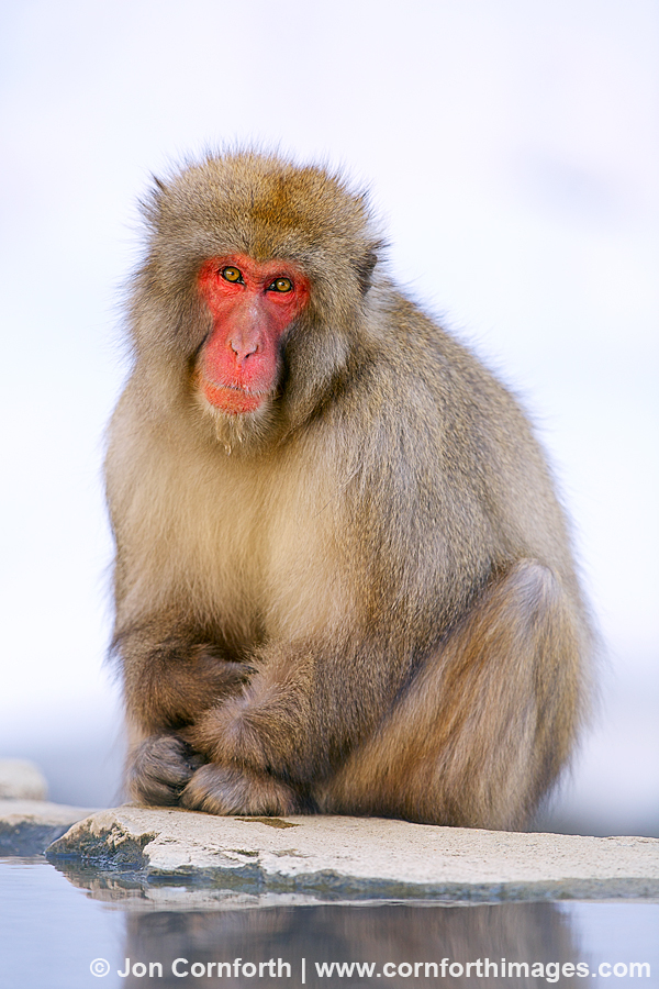 Japanese Macaque 1