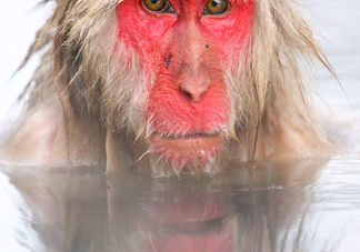 Japanese Macaque 3