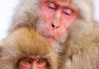 Japanese Macaque 4