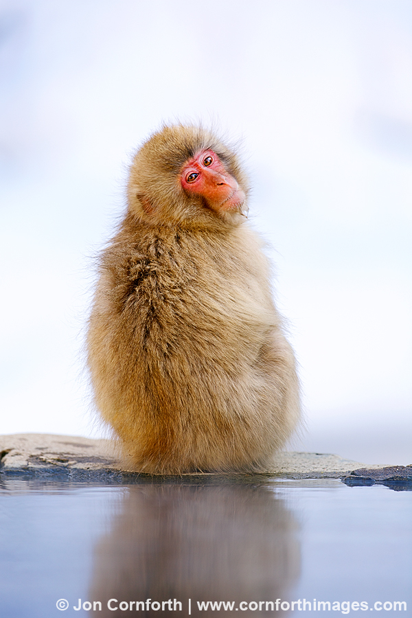 Japanese Macaque 5