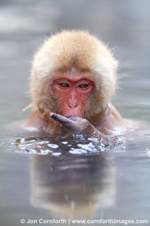 Japanese Macaque 9