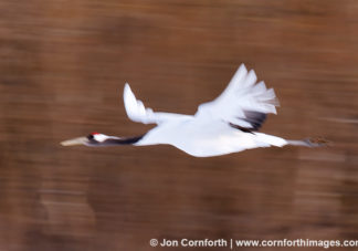 Red-Crowned Crane 10