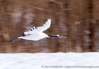Red-Crowned Crane 1